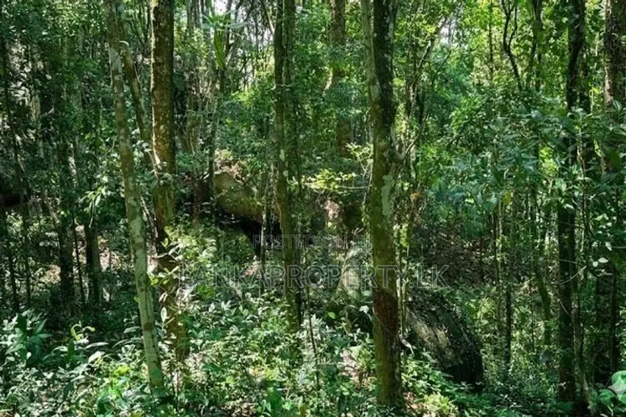 Valuable Rubber Land for Sale in Ambagaspitiya – Yakkala.
