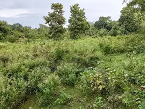 Land for Sale Hambegamuwa