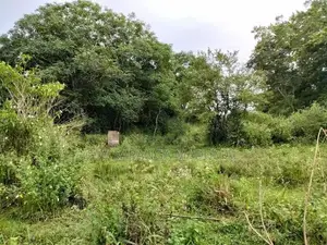 Land for Sale Hambegamuwa