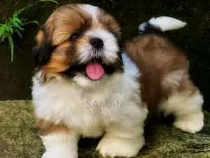 Shih Tzu Puppies
