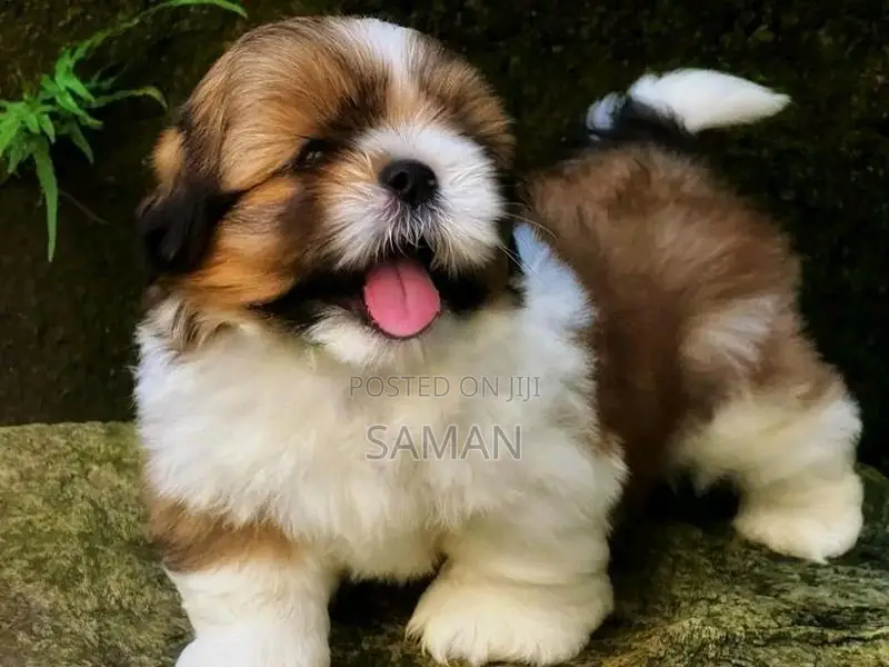 Shih Tzu Puppies