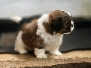 Shih Tzu Puppies