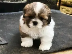Shih Tzu Puppies