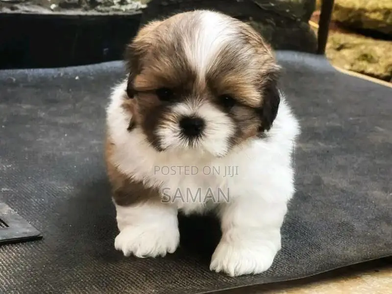 Shih Tzu Puppies