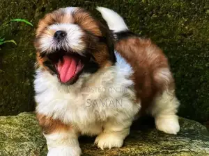 Shih Tzu Puppies