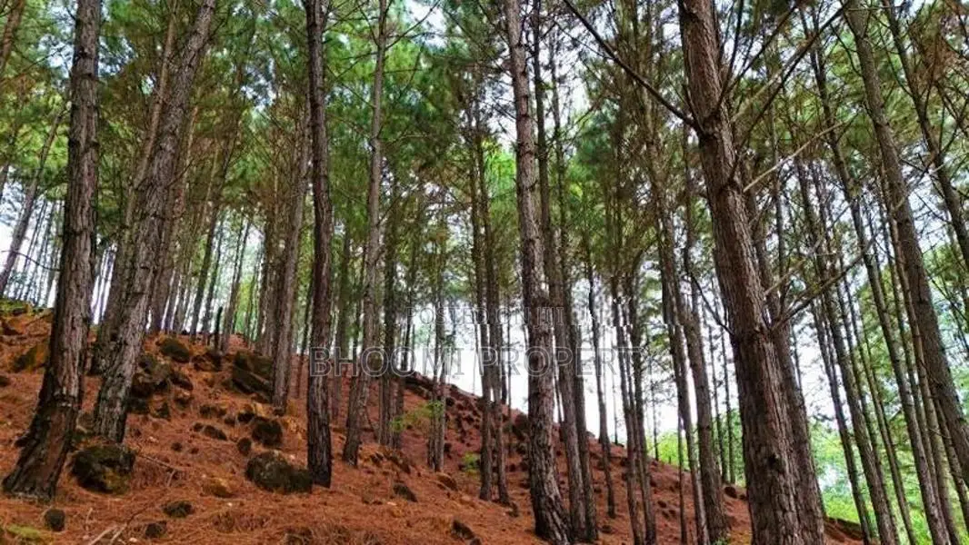 Ella Land for Sale