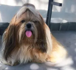 Shih Tzu Puppies
