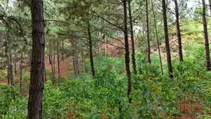 Ella Land for Sale