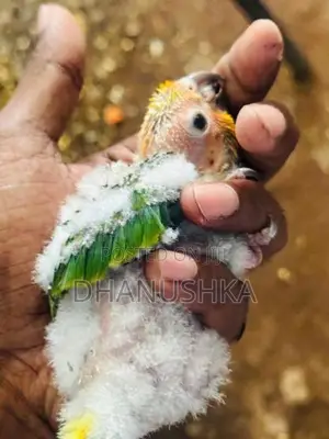 Sun Conure Chicks