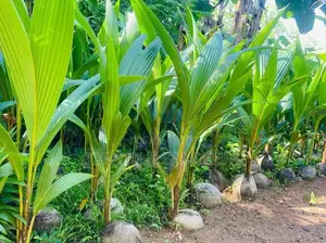 පොල් පැළ