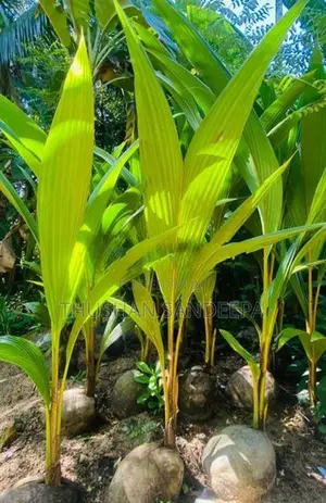පොල් පැළ