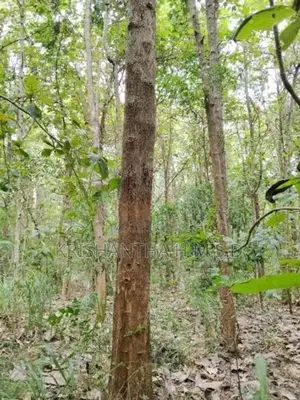 Wallawaya Land for Sale