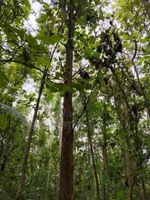 Wallawaya Land for Sale