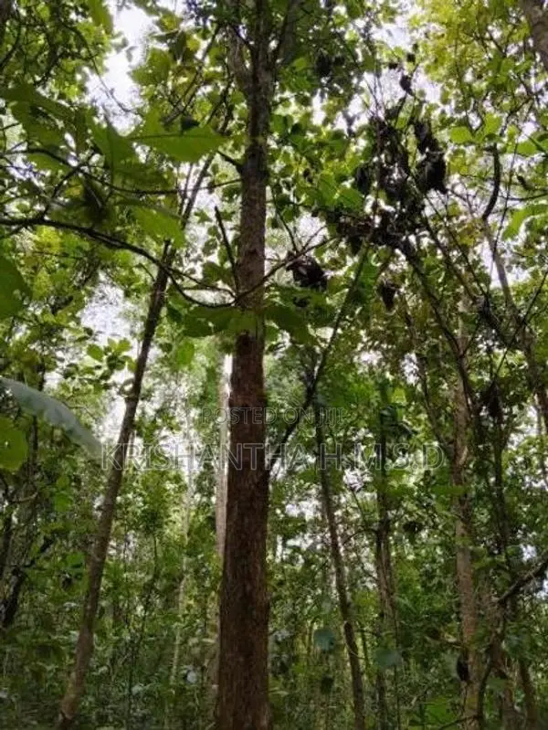 Wallawaya Land for Sale