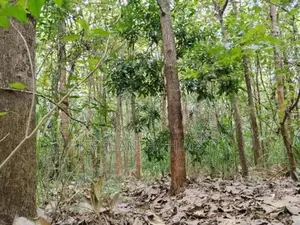 Wallawaya Land for Sale