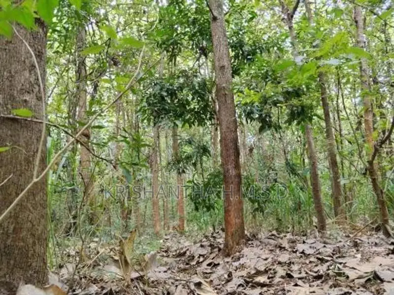 Wallawaya Land for Sale