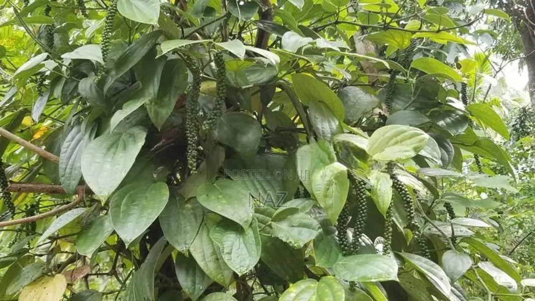 40-Acre Tropical Land for Sale Galagedara