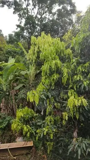 40-Acre Tropical Land for Sale Galagedara