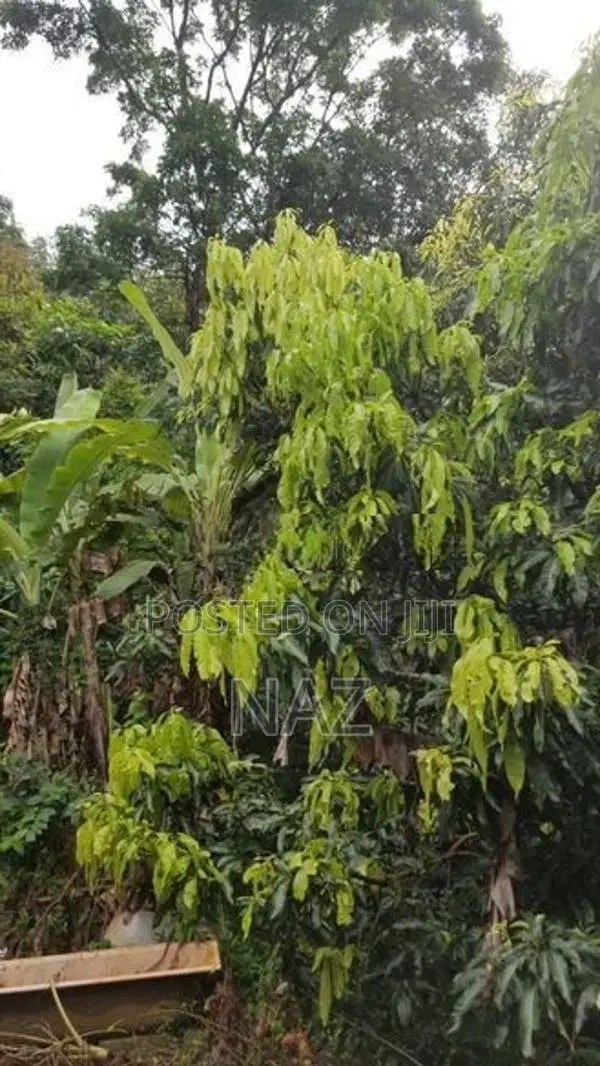 40-Acre Tropical Land for Sale Galagedara