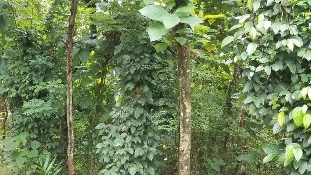 40-Acre Tropical Land for Sale Galagedara