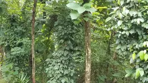 40-Acre Tropical Land for Sale Galagedara