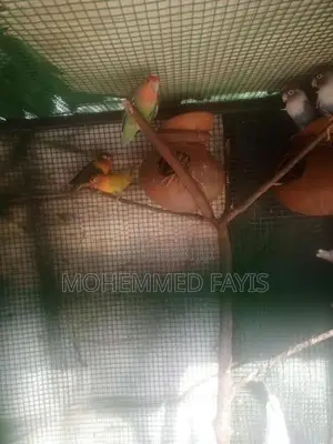 African Love Birds