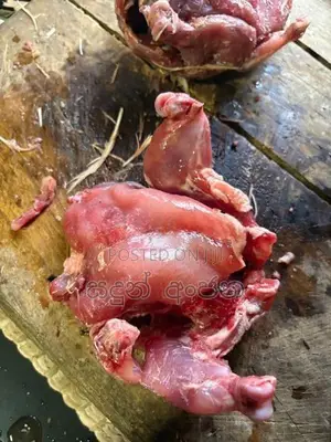 Meat for Dogs
