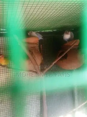 African Love Birds