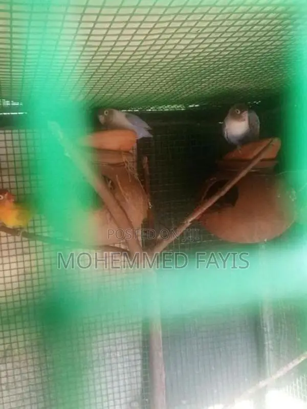 African Love Birds