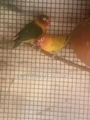African Love Birds