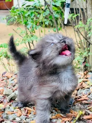 Persian Kittens