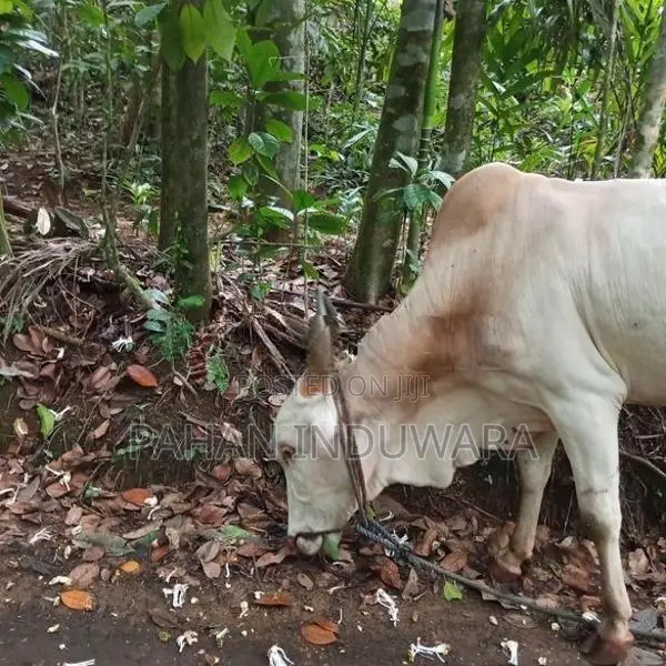 Farm Cow