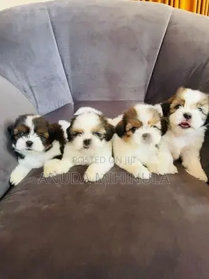 Shih Tzu Puppies