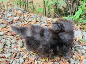 Persian Kittens