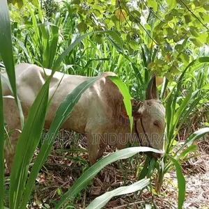 Farm Cow