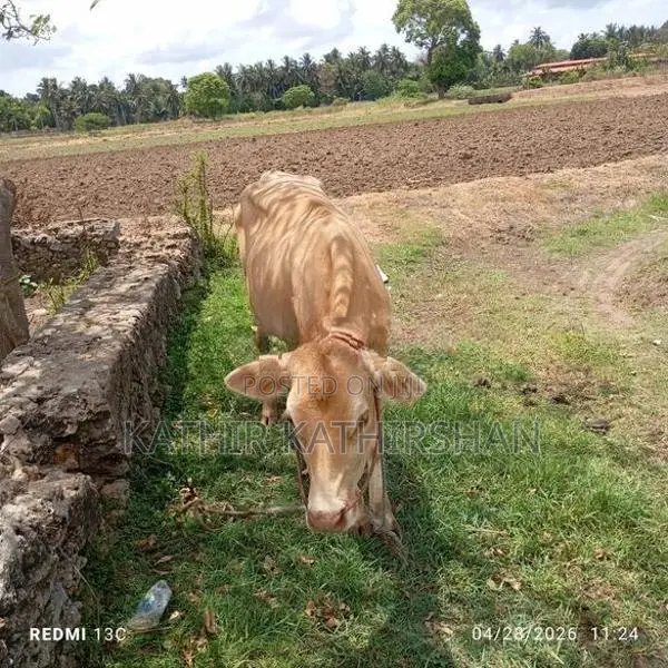 Farm Cow