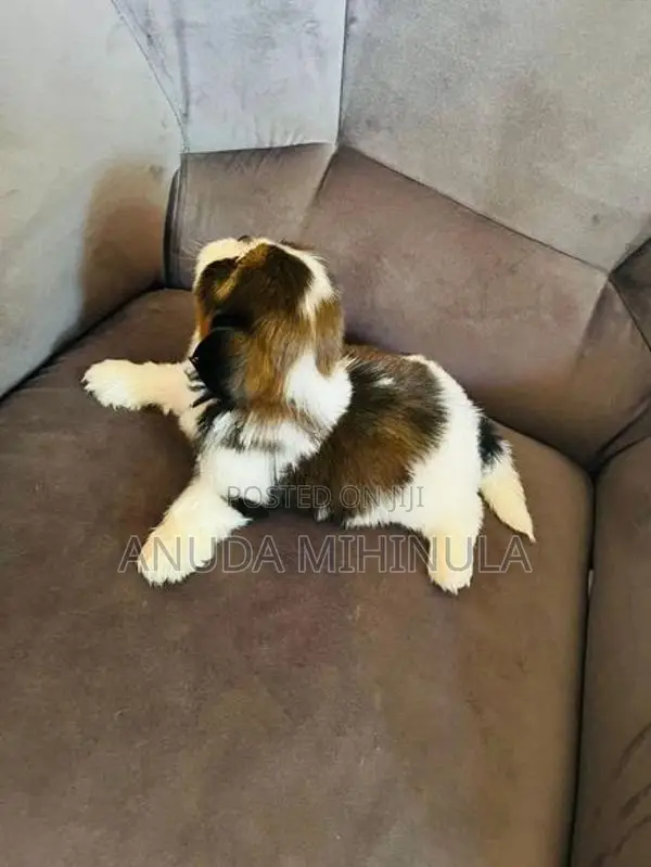 Shih Tzu Puppies