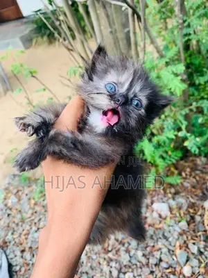 Persian Kittens