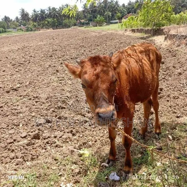 Farm Cow