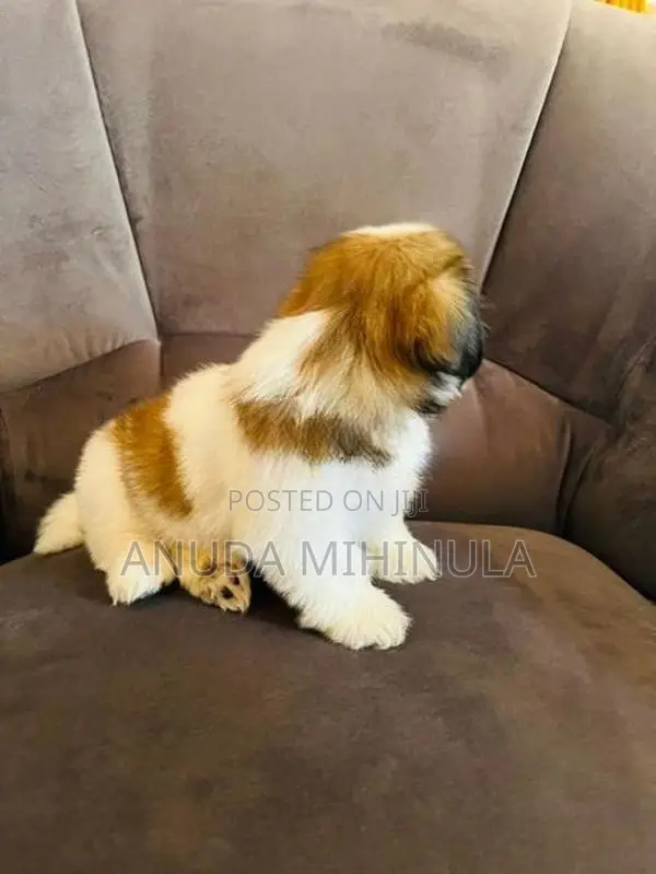 Shih Tzu Puppies