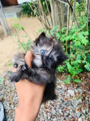 Persian Kittens