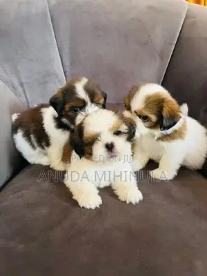 Shih Tzu Puppies
