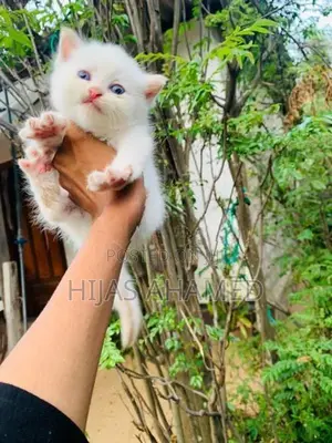 Persian Kittens