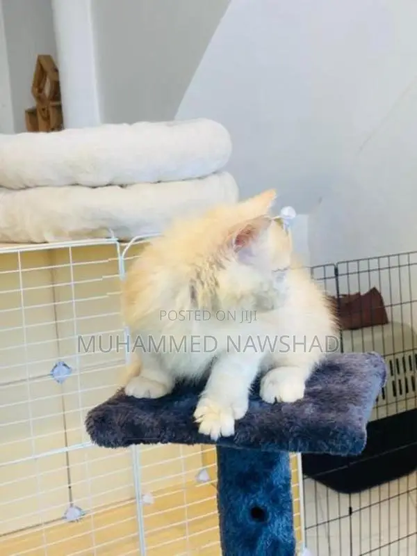 Persian Kitten