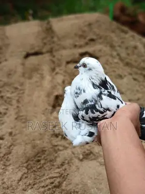 Timing Pigeon