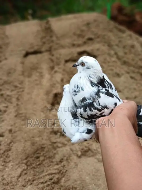 Timing Pigeon
