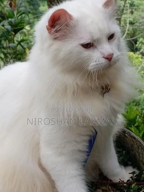 Persian Cat