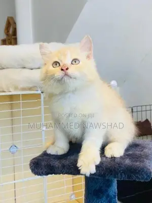 Persian Kitten