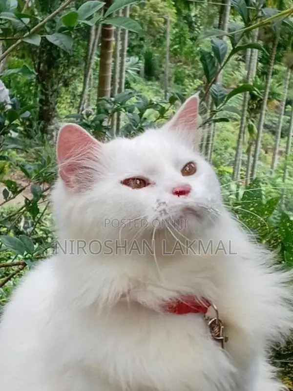 Persian Cat