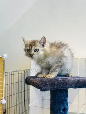 Persian Kitten